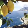 sorrentolemons